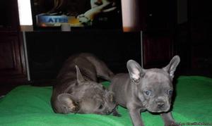 Top Quality Blue French Bulldog Puppies