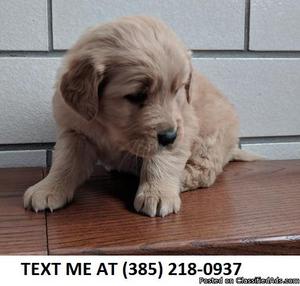 4SERIOUSY%100 Golden retriever puppies for sale