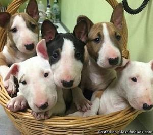 Active vmnb Bull Terrier puppies for sale