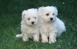 Active vmnb Maltese puppies for sale
