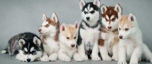 Active vmnb Siberian Husky puppies for sale