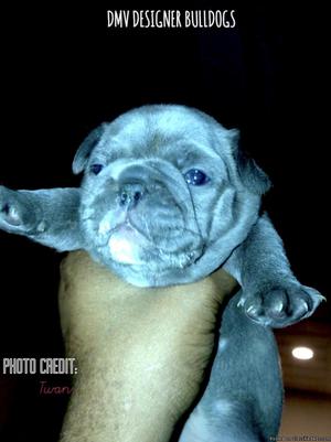 BLUE FEMALE AKC REGISTERED PUPPIES