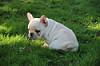 BXO AKC French Bulldog Male and Female Puppies Available.