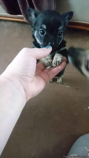 Boy Chihuahua
