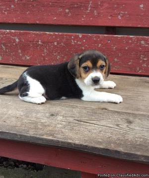 Brave Beagle Puppies for sale