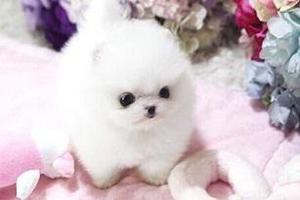 CGFYT trusty Pomeranian Puppies Available