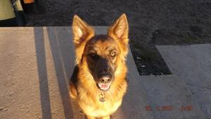 CKC Blue German Shepherd Female