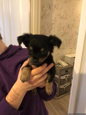 Chihuahua Puppies For Sale Now