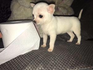 Chihuahua girl puppy for sale