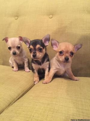 Chihuahua girls puppy’s for sale