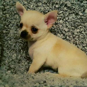 Chihuahua puppy available now
