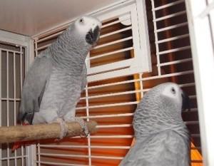 Congo African Greys for sale now