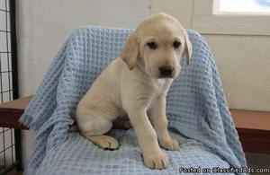 DGIKOVH Truthful Labrador-Retriever Puppies