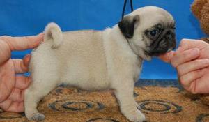 DZVGZTZ incredible Pug Puppies Available