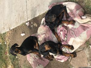 Dobermans puppies for sell