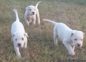 Elegant Dogo Argentino Puppies