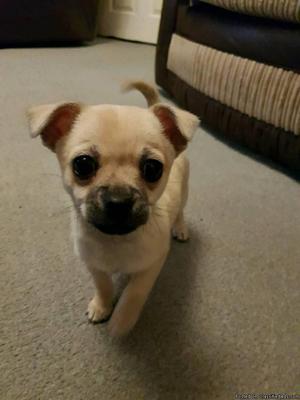 Female Chihuahua Available for Sale