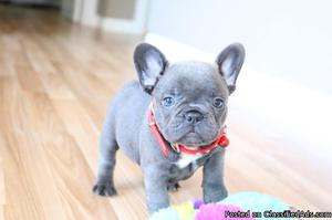 GDZCX respectable BLUE French Bulldog Puppies