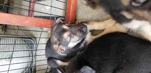 German Shepard puppies born 