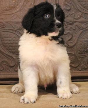Ghihndf &*%#& Newfoundland puppies seeking new homes for