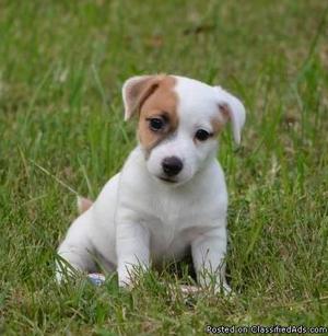 Ghjwerr *(^$ Jack rusell puppies seeking new homes for sale