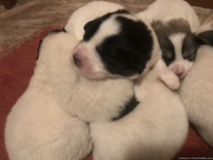 Great Pyrenees puppies