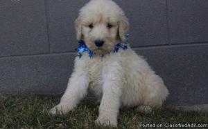 HJiuinr)*$%# Goldendoodle puppies seeking new homes for sale