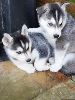 Hdfjda Alpha Siberian Husky Puppies