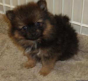 JKHKFGV Tiny M/F Pomeranian Pups