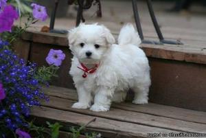 JKuierkg)(&$ Maltese puppies seeking new homes for sale