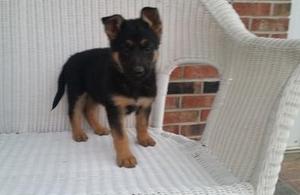 Juhrher)*%@#$% German Shepherd puppies seeking new homes for