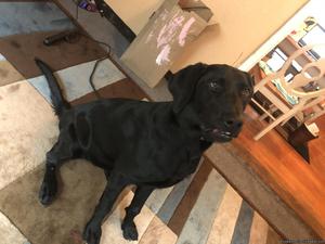 Lab puppy needs re-homing