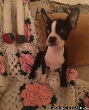 Lovely Boston terrier puppies need new homes