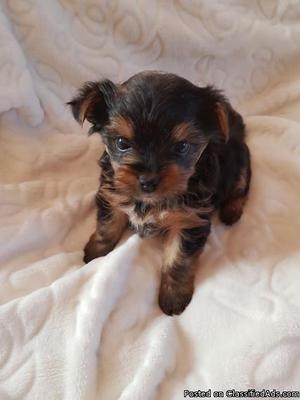 Male Yorkshire Terrier puppy for sale