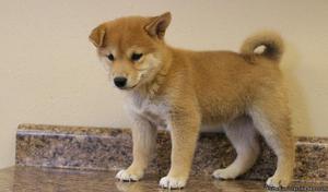 Male and Female Shiba Inu Puppies Available Now