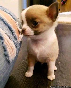 Male teacup chiuahua