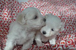 Maltese Dogs and Puppies for sale Text:(540)x268x