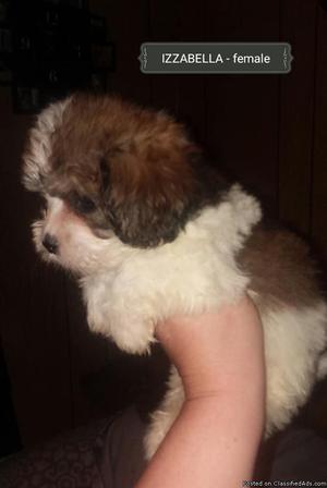 Maltier Mix Female Pup