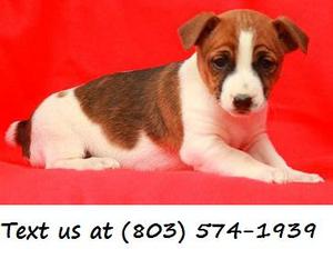 Moneta FHUK %&^ Jack Russell Terrier Puppies