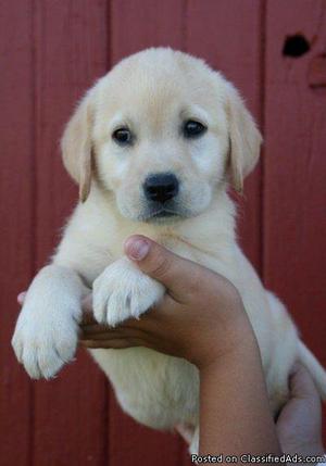 Oujttttrt +_)* Labrador Retriever puppies seeking new homes
