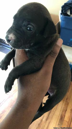 Pitbull lab mix puppies for sell