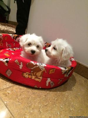 Pure maltese puppies