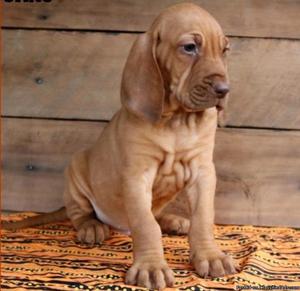 RFSERFT bubbly Bloodhound Puppies