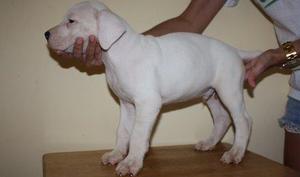 SDaegj)&*#$ Dogo Argentino puppies seeking new homes for