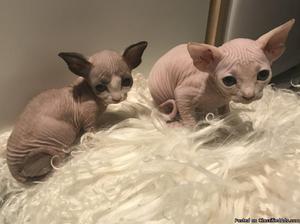 SWEET Sphynx Kittens Ready For A New Home