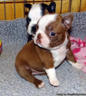Show Boston Terrier puppies for sale