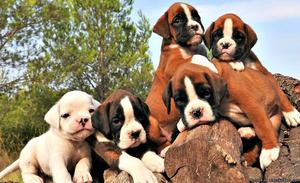 Show Boxer puppies for sale