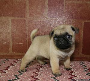 Show Pug puppies for sale