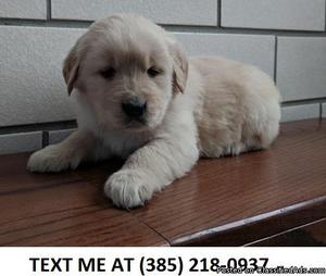 TRUSTMATE%100 Golden retriever puppies for sale