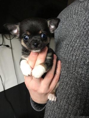 Teacup Chihuahua puppy